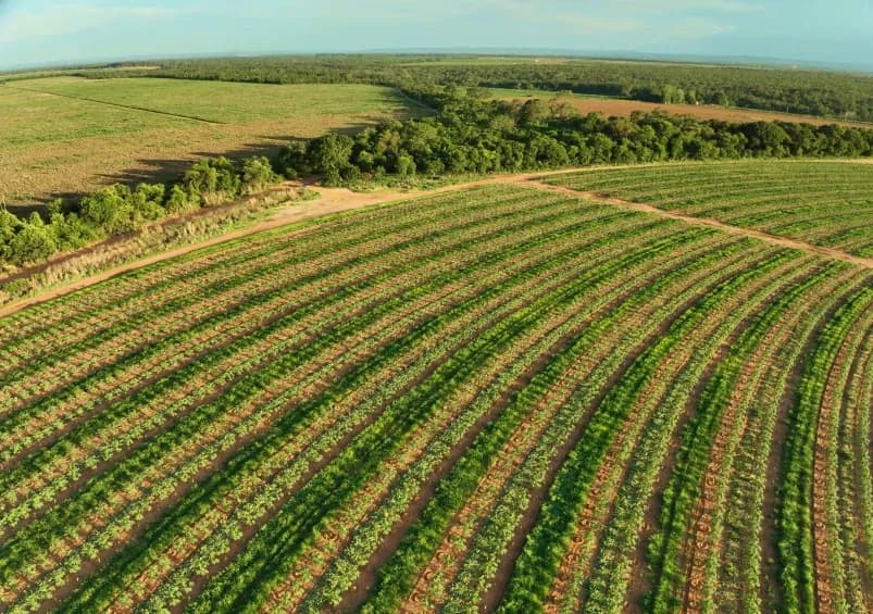 Vista aérea de lavoura com linhas de plantio planejadas em curva de nível